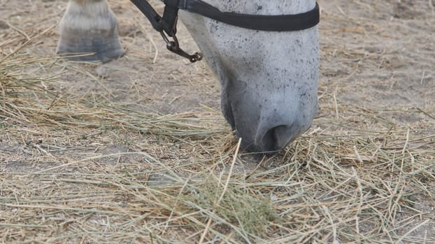 White horse wearing black halter, grazing on hay within peaceful farmyard landscape, highlighting equine tranquility