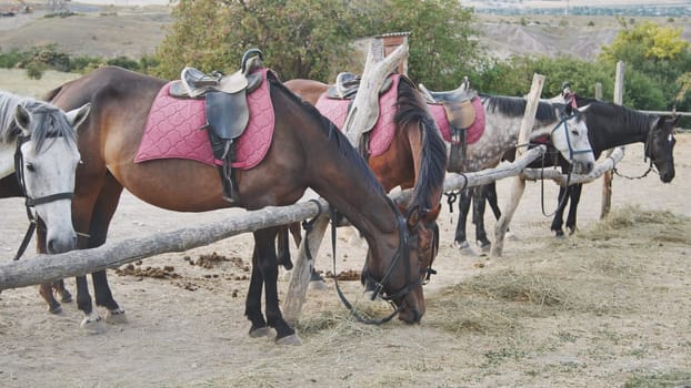 Group of horses with saddles eating hay near a wooden fence in Crimea, near the town of Belogorsk