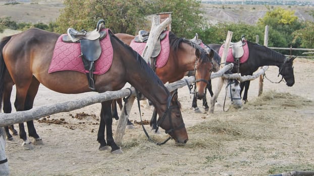 Saddled horses munching on hay at a hitching post, eagerly awaiting the start of a horseback riding tour through the countryside