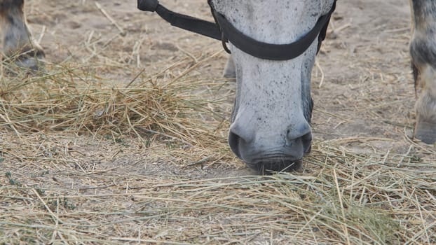 White horse wearing a halter is eating hay from ground in Crimea