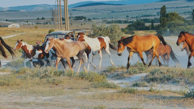 Herd of horses running on a dirt road near Belogorsk, Crimea, followed by an off-road vehicle with farmers