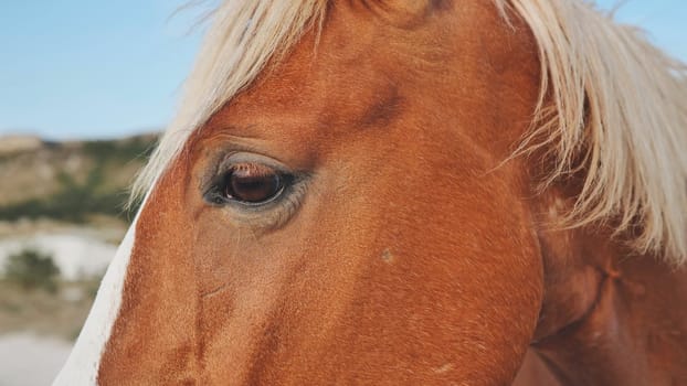 Light brown horse head close-up showing the eye, mane and part of the neck, in Crimea near Belogorsk