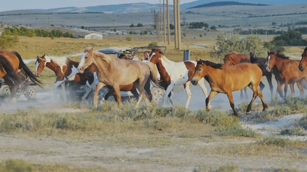 Herd of wild horses running near a safari car in a dusty steppe, farmers herding horses in wildlife watching adventure
