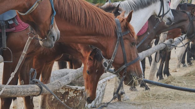 Group of horses with bridles eating hay from a manger and resting near a wooden fence in Crimea