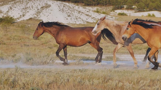 Group of horses running and raising dust near Belogorsk, Crimea
