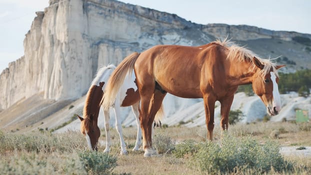Two horses grazing peacefully in the dry steppe of Crimea near the White Rock, a famous landmark near Belogorsk