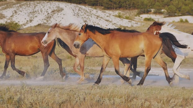 Herd of horses running and raising dust near Belogorsk, Crimea