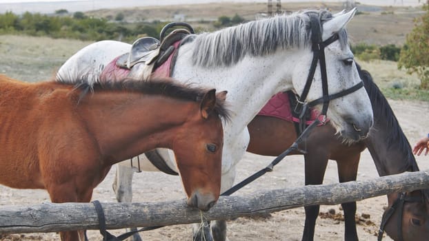 Brown foal and two saddled horses eating hay behind wooden fence near Belogorsk in Crimea