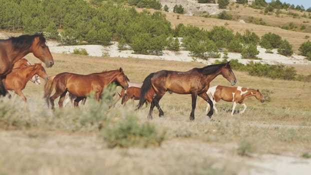 Herd of horses walking in the dry steppe near Belogorsk, Crimea
