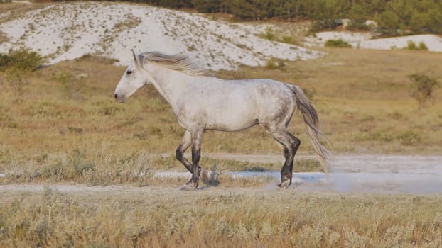 Grey horse trotting in a field near the White Rock, Belogorsk, Crimea