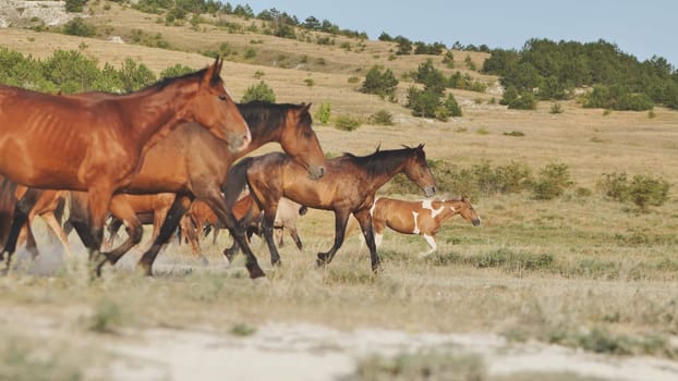 Herd of horses galloping across a dry field in Crimea, near the town of Belogorsk, showcasing the beauty of wildlife