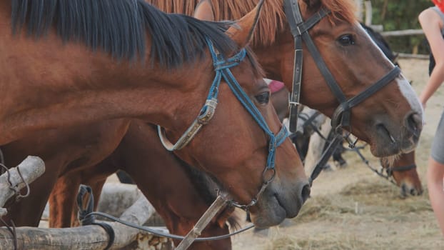 Two brown horses with bridles eating hay near a wooden fence in Crimea