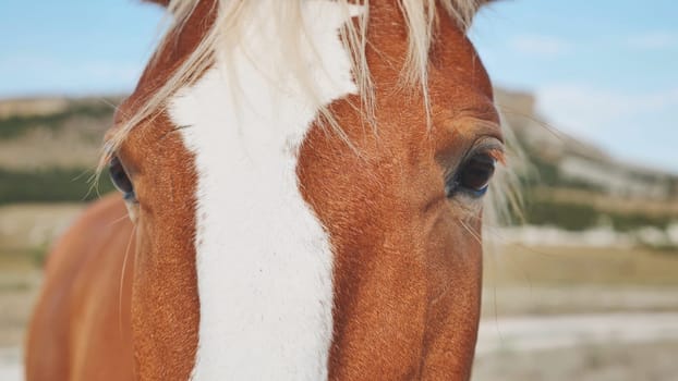 Brown and white horse looking at the horizon in the Crimean mountains near Belogorsk