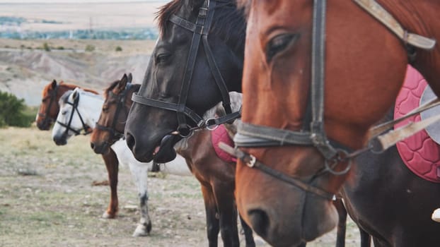 Group of horses wearing bridles standing together in the dry landscape of Crimea, near Belogorsk