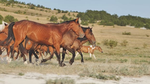 Herd of horses running on the plains of Crimea near Belogorsk