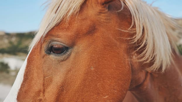 Close-up of a brown horse with blond mane in a field near Belogorsk, Crimea