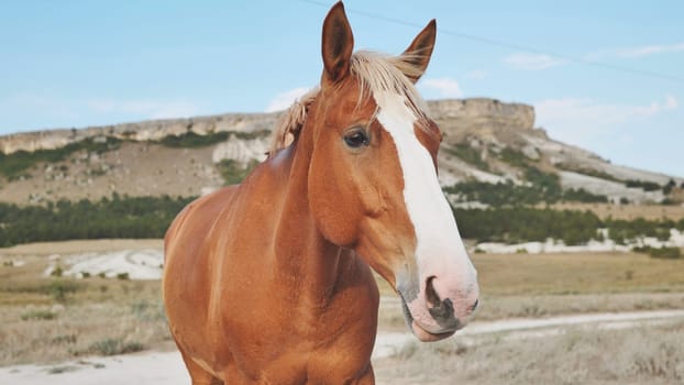 Brown horse with a striking white blaze standing gracefully against a stunning mountain landscape under a bright, sunny sky