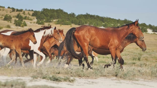Wild horses running free in the Crimean steppe near the town of Belogorsk