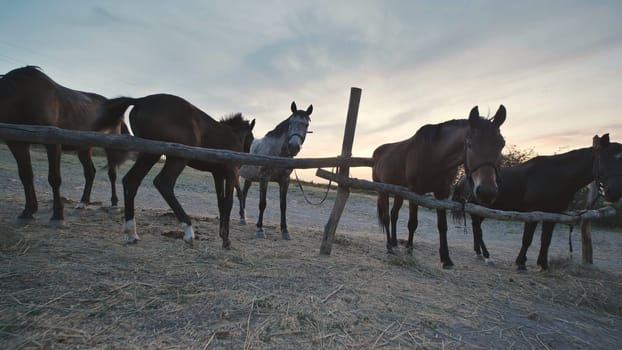 Group of horses standing near wooden fence in Crimea, near the town of Belogorsk, at sunset