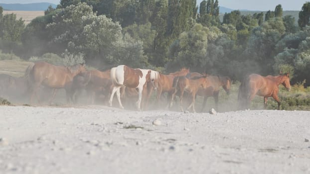 Herd of horses creating dust while walking on a white road near Belogorsk in Crimea