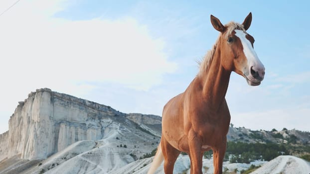 Chestnut horse enjoying the landscape in the mountains of Crimea, near the city of Belogorsk