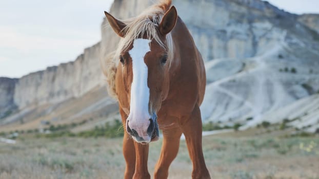 Brown horse with white blaze walking in the steppe near White Rock mountain in Belogorsk, Crimea