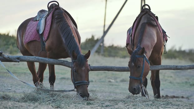 Two horses eating hay near a wooden fence in Crimea near Belogorsk
