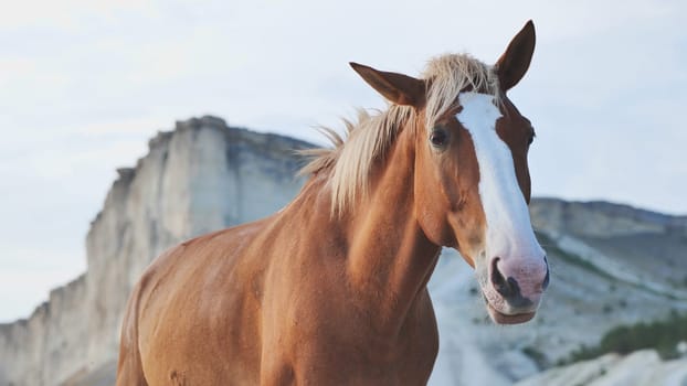 Brown horse with white blaze standing in a mountainous landscape in Crimea, near Belogorsk