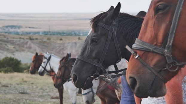 Group of horses wearing bridles standing together on a hill overlooking a valley near Belogorsk, Crimea