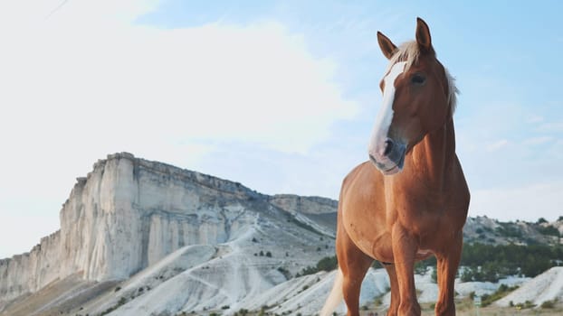 Chestnut horse standing majestically with a white rocky mountain in the background, under a clear blue sky