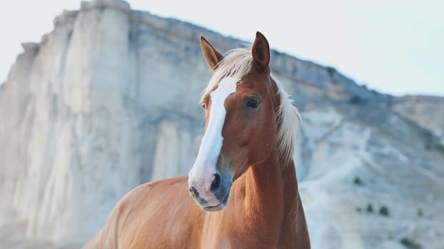 Red horse with white blaze standing near White Rock mountain in Crimea, Belogorsk
