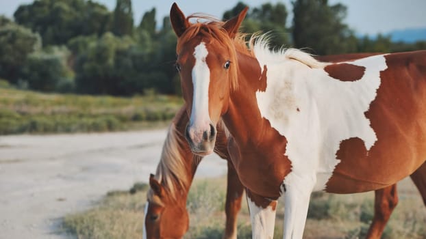 Brown and white pinto horse grazing in a field near Belogorsk, Crimea