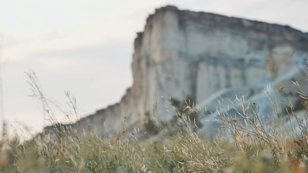 Wild grass is growing in the foreground with a blurred white rock cliff in the background