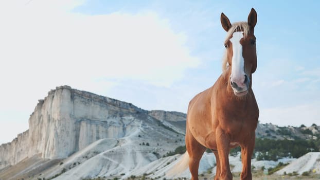 Chestnut horse standing majestically with White Rock mountain as a backdrop in Crimea, near Belogorsk