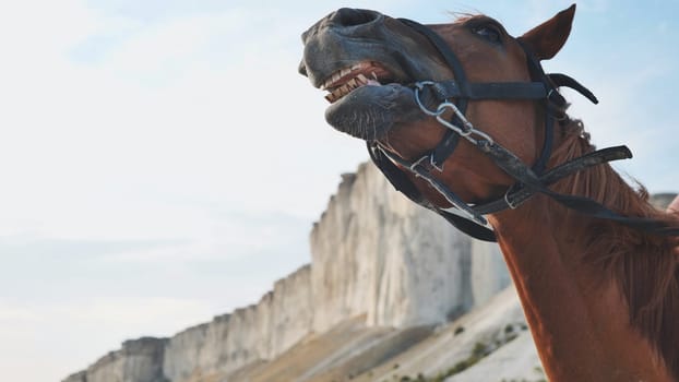 Horse neighing with White Rock mountain near Belogorsk in Crimea, Russia, in background