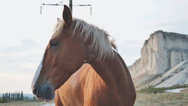Brown horse standing in a field with White Rock mountain in Crimea in the background