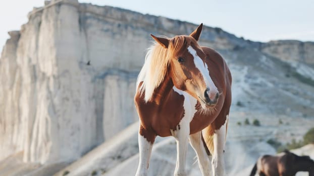 Brown and white horse standing in front of the White Rock mountain near the town of Belogorsk, Crimea