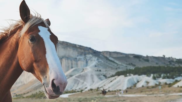 Brown horse with white blaze posing in front of White Rock mountain near Belogorsk in Crimea