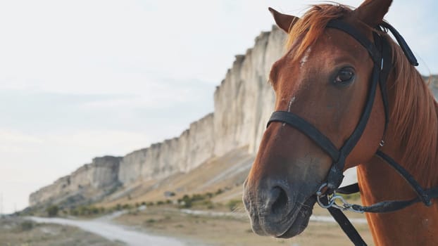 Brown horse wearing bridle standing in front of White Rock mountain in Crimea, near the town of Belogorsk