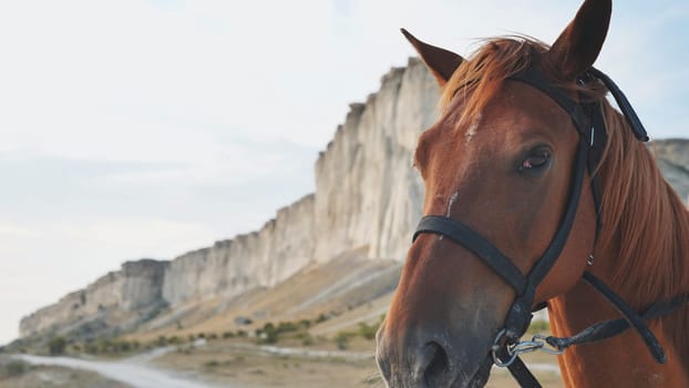 Brown horse wearing bridle standing in front of White Rock mountain near Belogorsk, Crimea