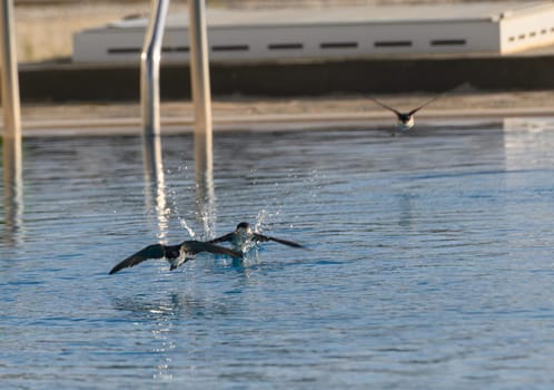 Two swallows dive gracefully into the shimmering water, creating ripples as they skim along its surface. A third swallow glides in the background, enhancing the tranquil morning.