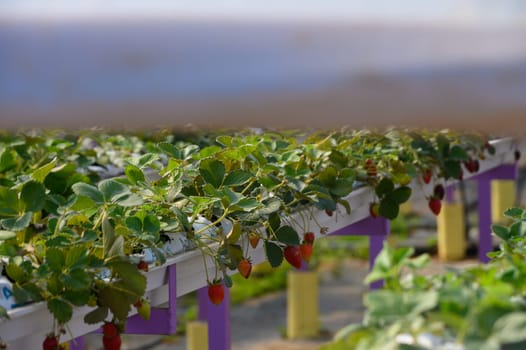 Rows of lush strawberry plants thrive in a greenhouse, their bright red fruit peeking out among the green foliage. Sunlight streams in, illuminating this bountiful harvest in progress.
