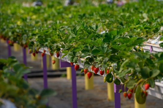 Rows of vibrant strawberry plants bask in the warm sunlight, their red fruits hanging low, ready for eager hands to pick. A beautiful display of agriculture in full bloom.