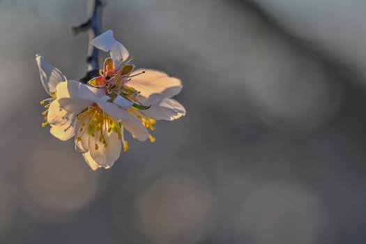 Blossoms on almond trees. Blooming almond trees in almond orchard. Concept of flowering trees in spring. The concepts of farming and planting. Close-up, macro image.