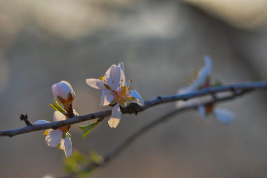 Blossoms on almond trees. Blooming almond trees in almond orchard. Concept of the flowering trees in spring. The concept of farm and orchard. Petals of flowers on almond trees at nightfall.