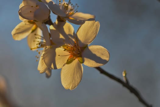 Blossoms on almond trees. Blooming almond trees in almond orchard. Concept of flowering trees in spring. The concept of agriculture and orcharding. Petals of flowers on almond trees. Macro image, close-up.