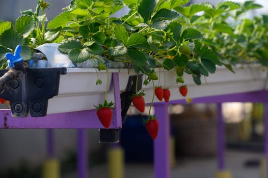 Lush green strawberry plants dangle over bright purple planters, showcasing ripe red berries ready for harvest, surrounded by a serene rural landscape on a sunny afternoon.