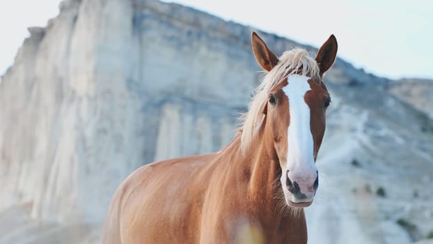 Brown horse with white blaze standing in front of White Rock Mountain in Crimea, near Belogorsk