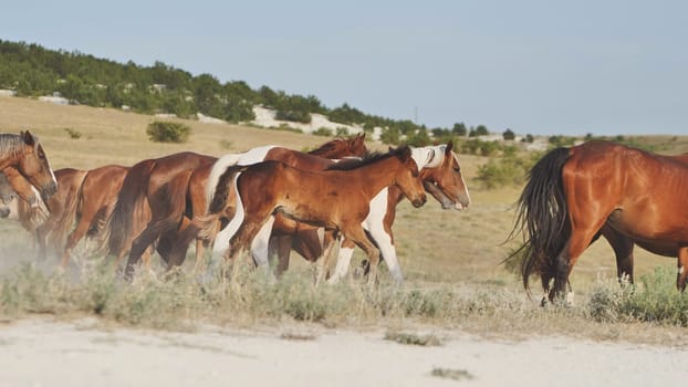 Herd of horses running in the dry steppe of Crimea, near the town of Belogorsk
