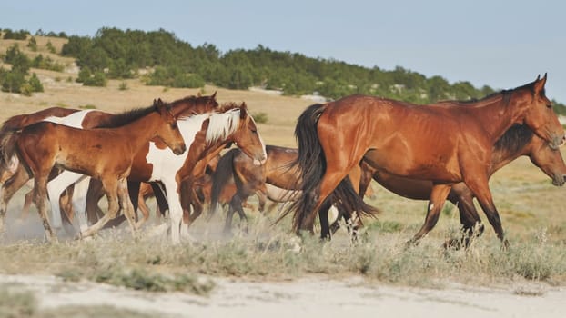 Wild horses running free in a dry field with green trees in the background, showcasing the beauty and freedom of nature